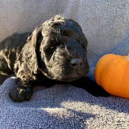 Jack - Black male Cockapoo puppy in Bedford, Iowa from Our Father’s Doodles