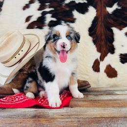 BREYA - Blue merle female Australian Shepherd puppy in Durand, Wisconsin from Larson’s Legacy Aussome Aussie Kennels
