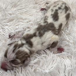 Teena Marie - Harlequin female Great Dane puppy in Colorado Springs, Colorado from Pilot Danes