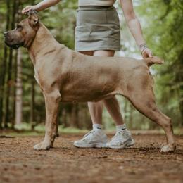 Juno - Cane Corso