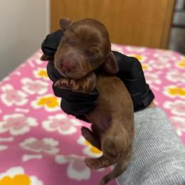 Scarlett - Dapple female Dachshund puppy in Camdenton, Missouri from Camden Line Dachshunds