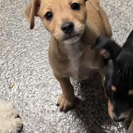 Topper - Red white and sable male Rat Terrier puppy in Divide, Colorado from Outlaw Farm and Kennel