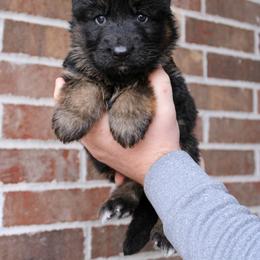 Boy 1 - Black and red male German Shepherd puppy in Mount Vernon, Missouri from German Haus German Shepherds LLC