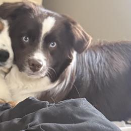 Mocha - Red & white male Miniature Australian Shepherd puppy in Dowagiac, Michigan from Wrightway Wigglebutts