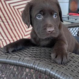 Isabell - Chocolate female Labrador Retriever puppy in Maynardville, Tennessee from Three Bears Labradors