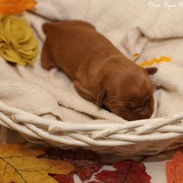 Polly's Gold Girl - Dark golden female Golden Retriever puppy in Idaho Falls, Idaho from Once Upon A Dream Kennels