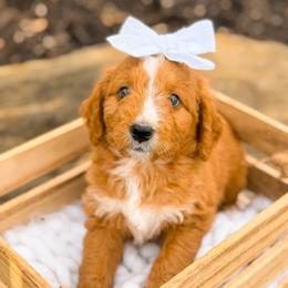Paris - female Australian Mountain Doodle puppy in Pittsburgh, Pennsylvania from WestPenn Doodles LLC