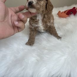 Maltese, Poodle, and Shih Tzu Puppies from Happy puppies