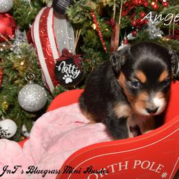Miniature Australian Shepherd Puppies from JnT's Bluegrass Mini Aussies
