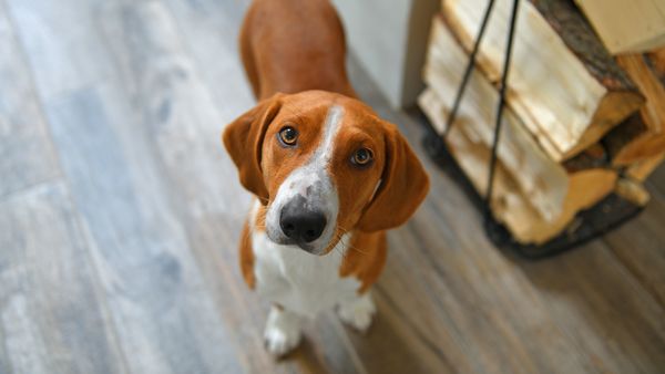 Find Drever puppies for sale