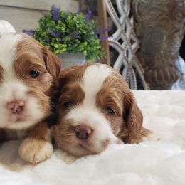 Cockapoo, Cocker Spaniel, and Goldendoodle Puppies from Robbin's Treasures