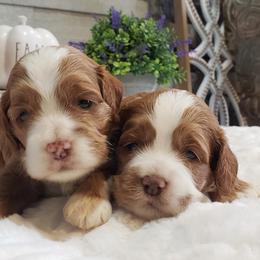 Cockapoo, Cocker Spaniel, and Goldendoodle Puppies from Robbin's Treasures