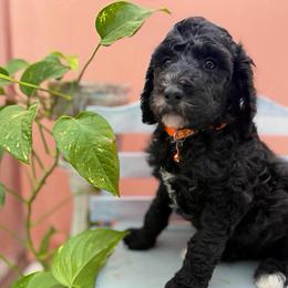 Tate - Apricot male Poodle puppy in Willacoochee, Georgia from Kitandkboodle's Doodles
