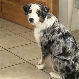 Australian Shepherd All Grown Up from Flowertown Aussies