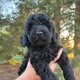 Poppy - Black male Goldendoodle puppy in Charlotte, North Carolina from Hopeful Heart Doodles