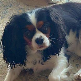 Cavalier King Charles Spaniels from MacArthur Cavi’s