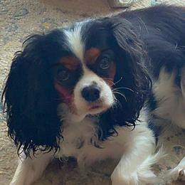 Cavalier King Charles Spaniels from MacArthur Cavi’s