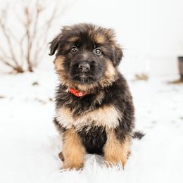 German Shepherd Puppies from Highland German Shepherds
