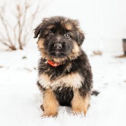 German Shepherd Puppies from Highland German Shepherds