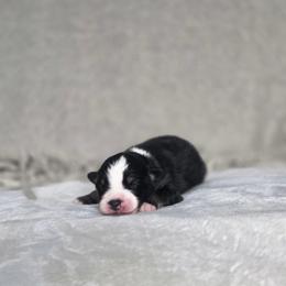 Dickens - Black tri male Miniature Australian Shepherd puppy in Killen, Alabama from Wilkers Wholehearted Mini Aussies