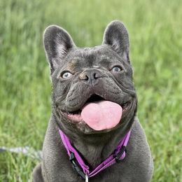 French Bulldogs from Booms Bullies