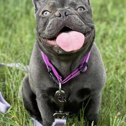French Bulldogs from Booms Bullies