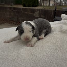 Mickey - Blue male Border Collie puppy in Chattanooga, Tennessee from Ross Vegas Kennels