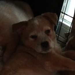 Australian Cattle Dog Puppies from FullMoon Cattle Dogs