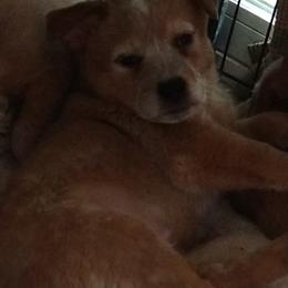 Australian Cattle Dog Puppies from FullMoon Cattle Dogs