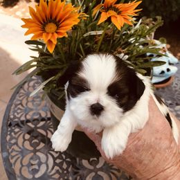 Princess Jasmine- Sold to Sherry - Red and white female Shih Tzu puppy in Manteca, California from Beauty's Shih Tzu (California)
