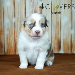 Scrabble - Red merle male Miniature American Shepherd puppy in Carlisle, Pennsylvania from 4 Clovers Kennel
