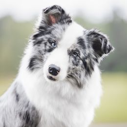 Nova - Border Collie