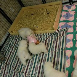 Samoyed Puppies from SnoDen Samoyeds