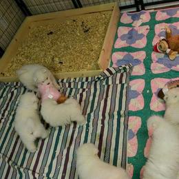 Samoyed Puppies from SnoDen Samoyeds