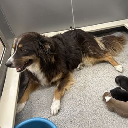 Australian Shepherd Puppies from Cedarville Aussies