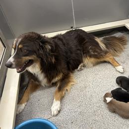 Australian Shepherd Puppies from Cedarville Aussies