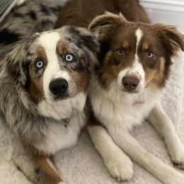 Australian Shepherd Puppies from Julia Rose Ranch