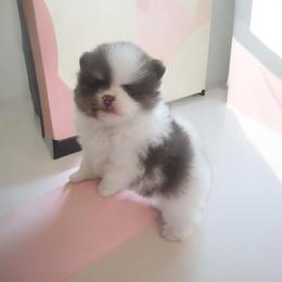 Ridge  3,500 dollars - Tri-colored male Pomeranian puppy in Amelia, Ohio from Boujee Puff Poms