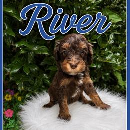 River - Phantom male Goldendoodle puppy in Charlotte, North Carolina from Hopeful Heart Doodles