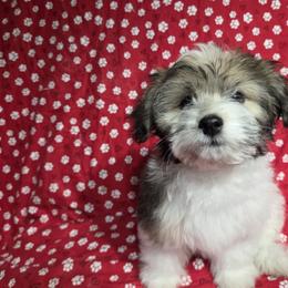Havanese puppies from Melissa's Havanese