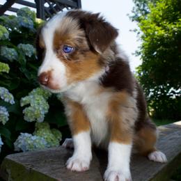 Ladybug- Dark Purple - Red merle female Australian Shepherd puppy in Newport, Rhode Island from Wildlings Australian Shepherds