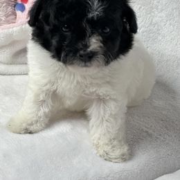 Cashmere - Poodle puppy in Uniondale, New York from Unique Poodles