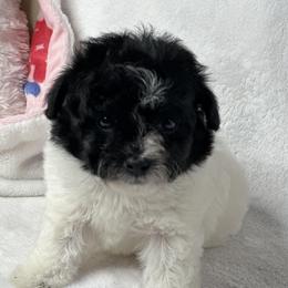 Cashmere - Poodle puppy in Uniondale, New York from Unique Poodles