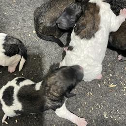 Labradoodle and Poodle Puppies from Top Knot Companions Poodles and Labradoodles