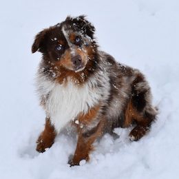Doc - Miniature Australian Shepherd