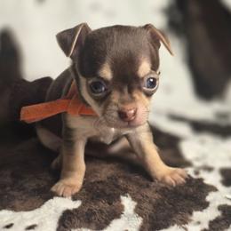 Rusty - Chocolate and tan male Chihuahua puppy in Plainfield, Indiana from Abby's Pampered Pooches