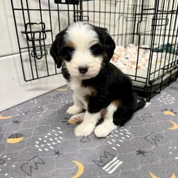 Chenille - Black tri-color female Aussiedoodle puppy in Heber City, Utah from Junipersdoodles