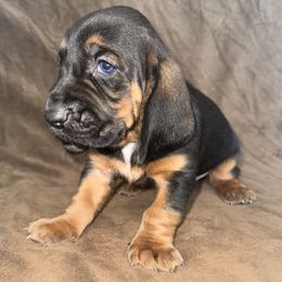 Ranger - Black brown and white male Basset Hound puppy in Yarnell, Arizona from Boulder Oak Bassets