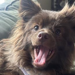 Pomeranians from Cauchy Pomeranians