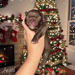 Angel - Chocolate female Chihuahua puppy in Bulls Gap, Tennessee from Smokey Mountain Chihuahuas